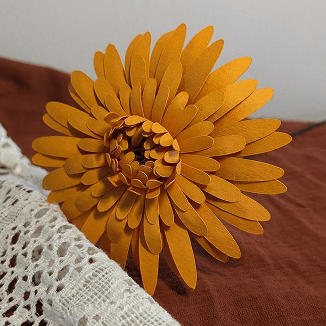 Gerbera