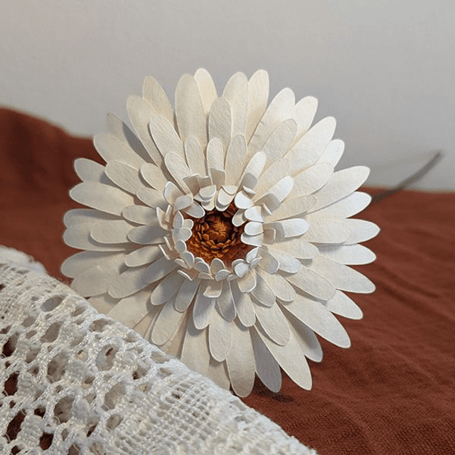 Gerbera